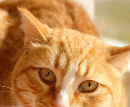 ����� ���� ���������� ������ - ���� 1 � ����������