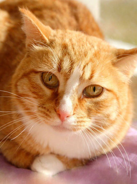 ����� ���� ���������� ������ - ���� 1 � ����������