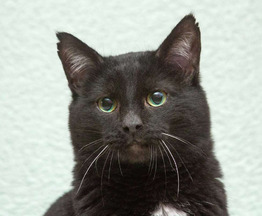 ����� ���� ���������� ������ - ����������  � ����������