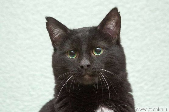 ����� ���� ���������� ������ - ����������  � ����������