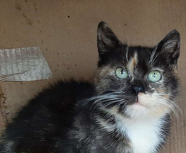 ����� ���� ���������� ������ - ���� 1 � ����������