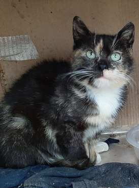 ����� ���� ���������� ������ - ���� 1 � ����������