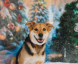 ������ ���� ���������� ������ - ���� 1 � ����������