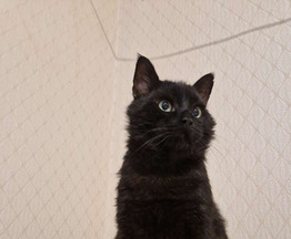 ����� ���� ���������� ������ - ���� 1 � ����������