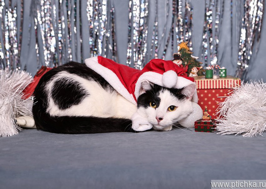 ����� ���� ���������� ������ - ����������  � ����������