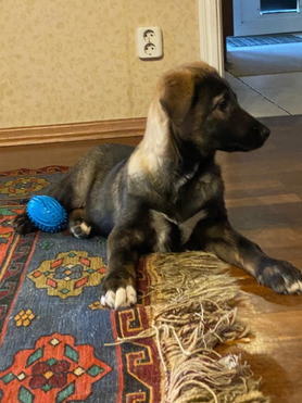 ��� �������������� �������-������� � ��� - ���� 1 � ����������