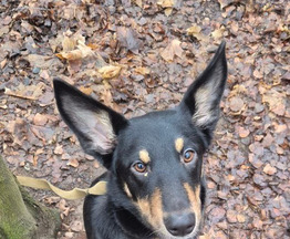 ������ ���� ���������� ������ - ���� 1 � ����������