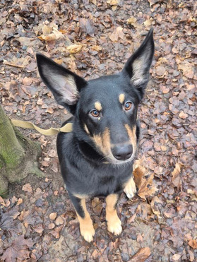 ������ ���� ���������� ������ - ���� 1 � ����������