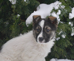 ���� ������������� �������� ���� ���. - ���� 1 � ����������