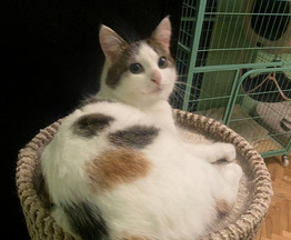 ����� ���� ���������� ������ - ���� 1 � ����������