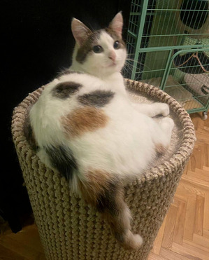 ����� ���� ���������� ������ - ���� 1 � ����������