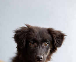 ������� �������� ������ ���� ���. - ���� 1 � ����������