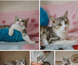 ������� ���� ���������� ������ - ����������  � ����������