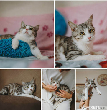 ������� ���� ���������� ������ - ����������  � ����������