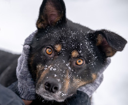 ���� ��� �������� ���! - ���� 1 � ����������