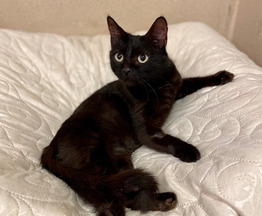 ����� ���� ���������� ������ - ���� 1 � ����������