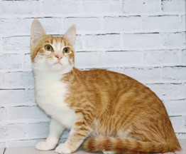 ���������� ���� ���� ��� - ���� 1 � ����������