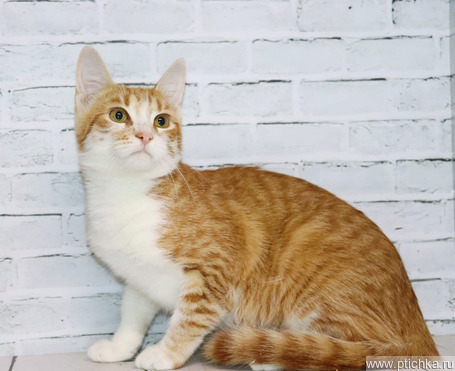 ���������� ���� ���� ��� - ���� 1 � ����������