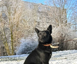 ������ ���� ���������� ������ - ���� 1 � ����������