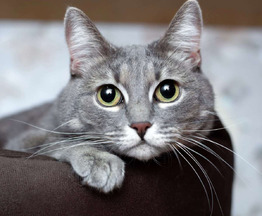 ������� ������� ����� ���� ���������� ������ - ���� 1 � ����������