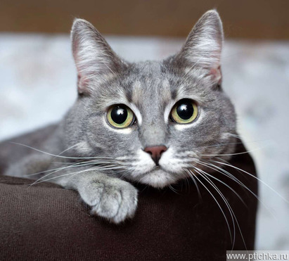 ������� ������� ����� ���� ���������� ������ - ���� 1 � ����������