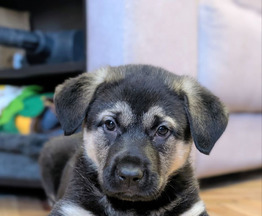 ��� �������-�������� � ������ ���� - ���� 1 � ����������