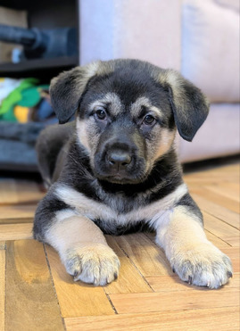 ��� �������-�������� � ������ ���� - ���� 1 � ����������