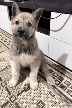 �������������� ����� ������� ������� ������� ����� - ���� 1 � ����������