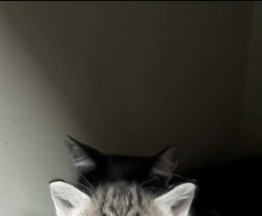 ������ ���� ��� - ���� 1 � ����������