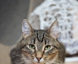 �������� ������� ������� ���! - ���� 1 � ����������