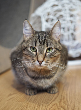 �������� ������� ������� ���! - ���� 1 � ����������