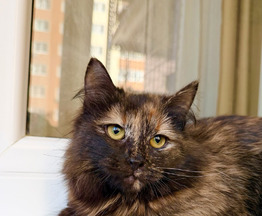 ������ ������ � ������ ���� - ���� 1 � ����������