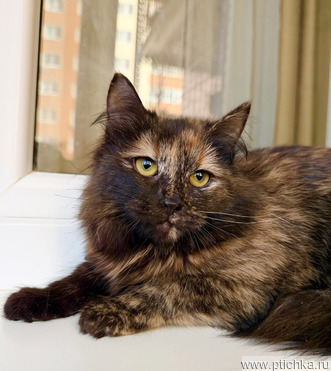 ������ ������ � ������ ���� - ���� 1 � ����������