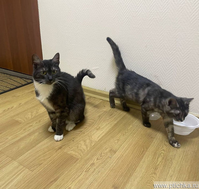 ����������� ��������������� ����� ���� ���������� ������ - ���� 1 � ����������