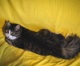 ��������� ����� ���� ���������� ������ - ���� 1 � ����������