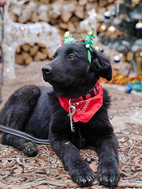 ������ ���� ���������� ������ - ���� 1 � ����������