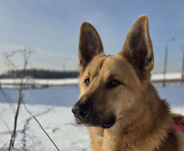 ������ ���� ���������� ������ - ���� 1 � ����������