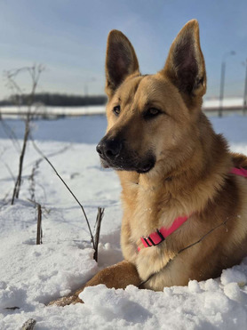 ������ ���� ���������� ������ - ���� 1 � ����������