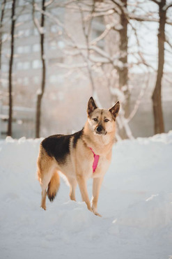 ������ ���� ���������� ������ - ���� 1 � ����������