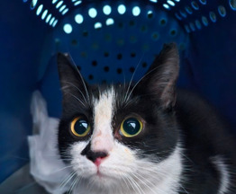 ������ ������� � ������� ���� - ���� 1 � ����������