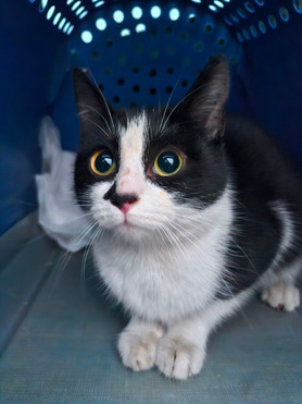 ������ ������� � ������� ���� - ���� 1 � ����������