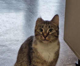 ���� ��� �������� ���������� ��������� �������� - ���� 1 � ����������