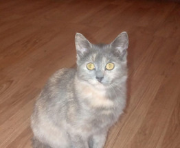 ����������� ��������������� ����� ���� ���������� ������ - ���� 1 � ����������