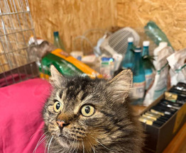 ���� ��������, � ������� ����� ��������� �� ������. �� ����� ����. - ���� 1 � ����������