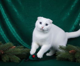 ����������� ��������� ����� (������� ����) ���� ���������� ������ - ���� 1 � ����������