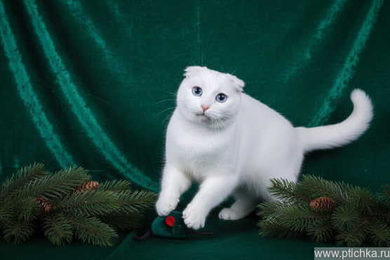 ����������� ��������� ����� (������� ����) ���� ���������� ������ - ���� 1 � ����������