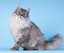 ��������� ����� ���� ���������� ������ - ���� 1 � ����������