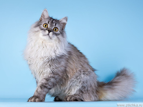 ��������� ����� ���� ���������� ������ - ���� 1 � ����������