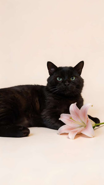 ����� ���� ���������� ������ - ���� 1 � ����������