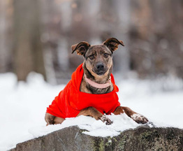 ������ ���� ���������� ������ - ���� 1 � ����������